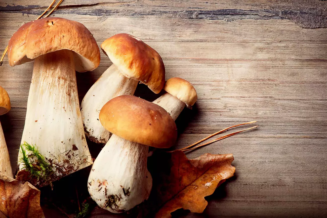 How To Buy The Perfect Mushroom For Your Weekend Getaway