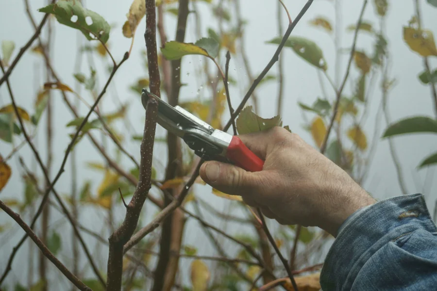 How to Prune Shrubs and Trees for Healthier Growth