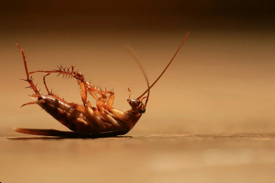 Myths About Cockroaches You Shouldn’t Believe