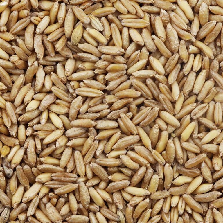 The Difference Between Whole Grain and Sprouted Grain: A Guide for Food Brands