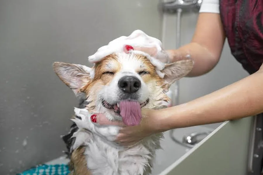 Mobile Dog Barber Services: Convenient Grooming for Busy Pet Owners